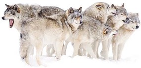 Foto Timber wolf family, Jim Cumming
