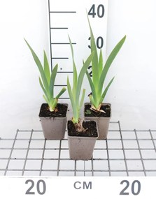 Iris 'White Knight' - pot 9x9 cm