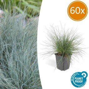 Festuca Glauca 'Elijah Blue' - 20cm
