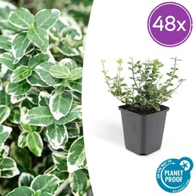 Euonymus 'Emerald Gaiety' - 20cm