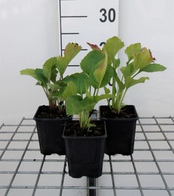 Rudbeckia occidentalis'Green Wizard'- pot 9x9 cm - Zonnehoed