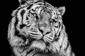 Foto Powerful high contrast black and white tiger face, Kagenmi