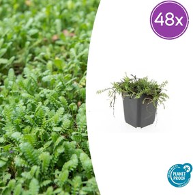 Leptinella Squalida - 20cm