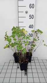 Aquilegia 'Biedermeier' - pot 9x9 cm -