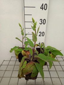 Verbascum nigrum var. album - pot 9x9 cm -