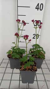 Astrantia 'Moulin Rouge' - pot 9x9 cm