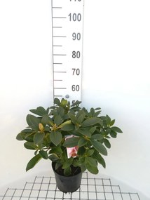 Rhododendron 'Albert Schweitzer' - pot - 40-50 cm -