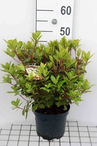 Rhododendron'Princess Anne'- pot - 25-30 cm - Dwergrododendron