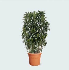 Nerium Oleander struik - 210cm