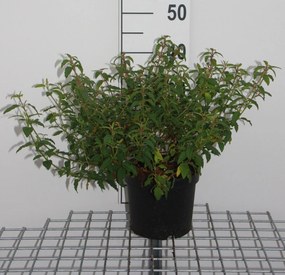 Cistus x hybridus - pot - 20-25 cm