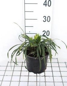 Liriope muscari 'Ingwersen' - pot 2L