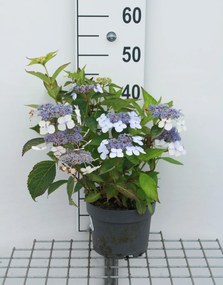 Hydrangea serrata 'Bluebird' - pot - 25-30 cm -