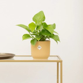 Homalomena Lemon Lime - 30cm
