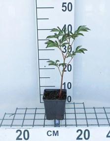 Paeonia 'Shirley Temple' - pot 1L
