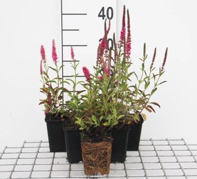 Veronica spicata 'Rotfuchs' - pot 9x9 cm -