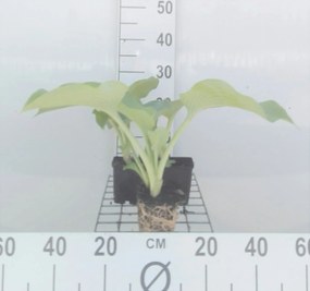Hosta 'Blue Angel' - pot 9x9 cm