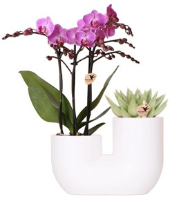 Combideal - Orchidee Vienna + Succulent Miranda in pot Tube wit