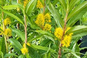 Lysimachia thyrsiflora - pot 9x9 cm -