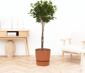 Ficus Microcarpa Moclame - 150cm
