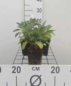 Salvia officinalis 'Berggarten' - pot 9x9 cm (Salie 'Grootbladige Salie' / 'Breedbladige Salie') -