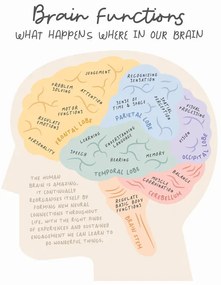Ilustratie Brainfunctions, Beth Cai