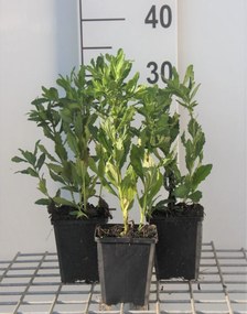 Aster ageratoides 'Ashvi' - pot 9x9 cm