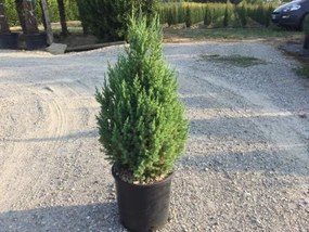 Juniperus chinensis 'Stricta' - pot 10L - 50-60 cm