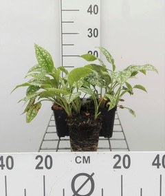 Pulmonaria saccharata 'Mrs Moon' - pot 9x9 cm