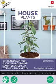 Buzzy seeds Kamerplant - Citroeneucalypthus zaden - Lemon Bush