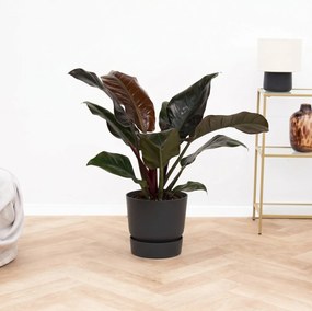 Philodendron Imperial Red Beauty - 70cm