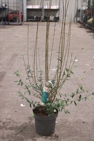 Ligustrum vulgare 'Atrovirens' - pot 12L - 125-150 cm -