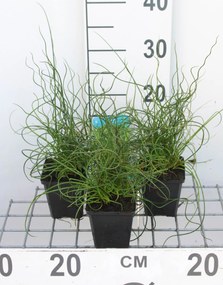 Juncus effusus 'Spiralis' - pot 9x9 cm -