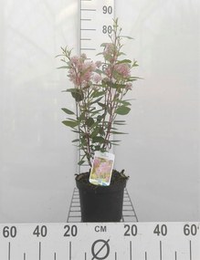 Ceanothus x pallidus 'Marie Simon' - pot - 40-50 cm -