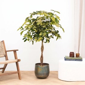Schefflera Arboricola Matis gevlochten stam - 130 cm