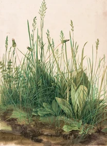Kunstreproductie The Great Piece of Turf (1503), Albrecht Dürer