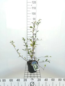 Chaenomeles speciosa 'Nivalis' - pot - 30-40 cm -