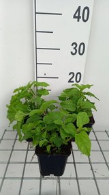 Conoclinium coelestinum - pot 9x9 cm