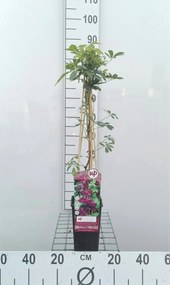 Akebia quinata - pot - 50-60 cm -