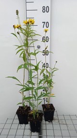 Coreopsis tripteris - pot 9x9 cm