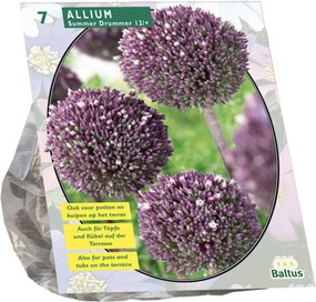 Baltus 'Allium Summer Drummer' - voorjaarsbloeiers - 7 bollen
