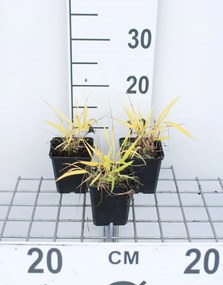 Hakonechloa macra 'All Gold' - pot 9x9 cm -