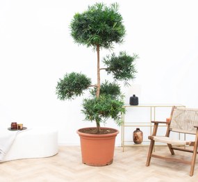 Podocarpus Macrophyllus - 250cm