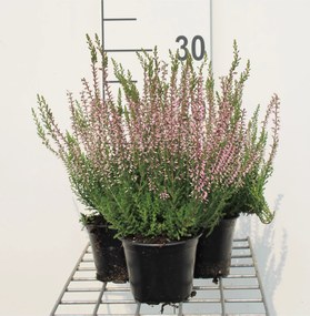 Calluna vulgaris - roze - pot diameter 10,5 cm - 10-12 cm -