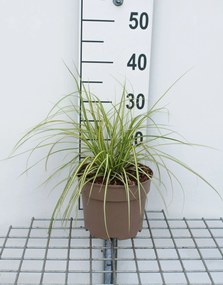 Carex oshimensis 'Eversheen' (Evercolor) - pot 3L