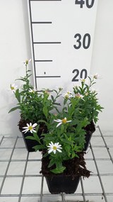 Kalimeris incisa 'Alba' - pot 9x9 cm