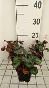 Cyclamen coum - pot 9x9 cm -