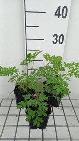 Dicentra formosa - pot 9x9 cm
