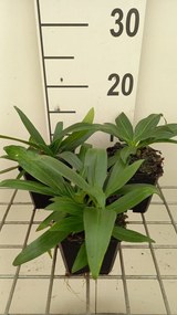 Gentiana dahurica - pot 9x9 cm