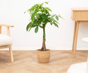 Pachira aquatica - 70cm