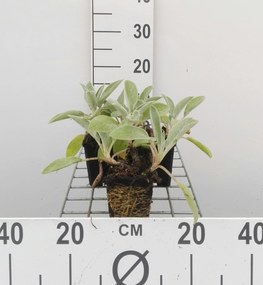 Stachys byzantina 'Cotton Boll' - pot 9x9 cm -